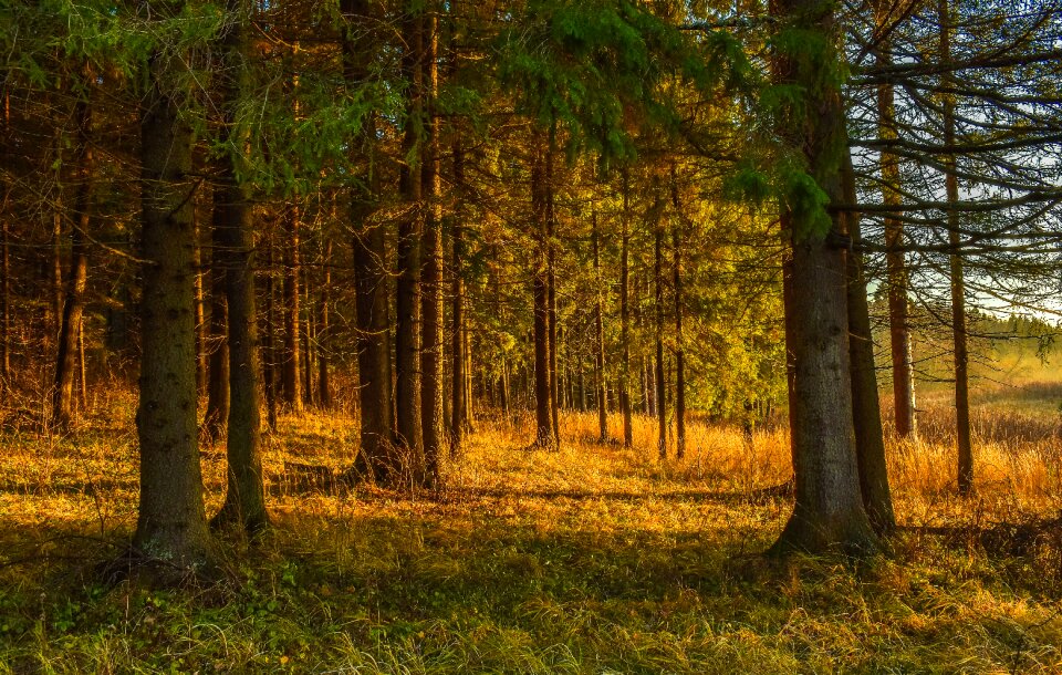 Trees evening the picturesque