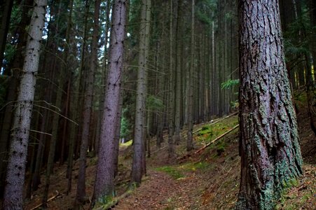 Trees spruce mood