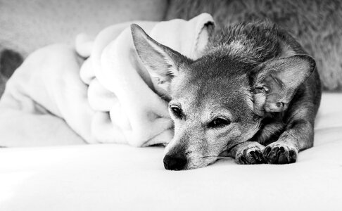Pets puppy sparky