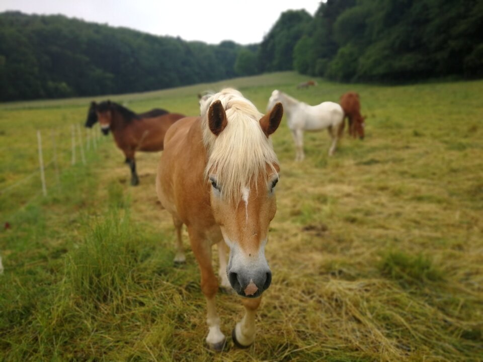 Coupling graze horses