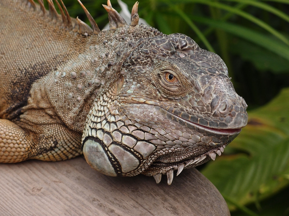 Reptile animal wildlife
