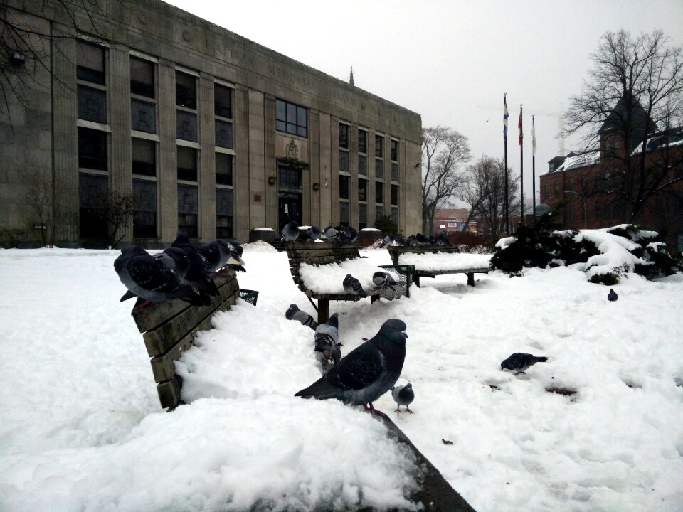 Winter nature birds