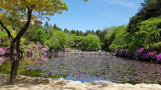 Pond landscape spring photo