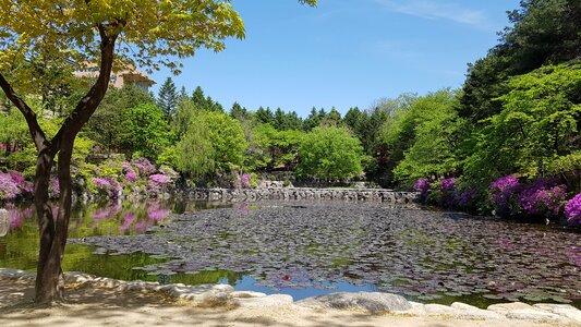 Pond landscape spring