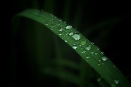 Dew drops green