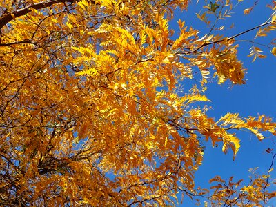 Blue sky foliage yellow