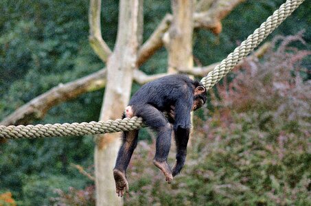 Monkey zoo funny