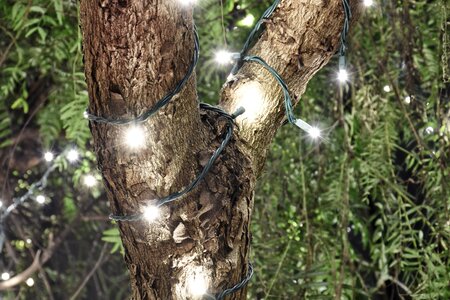 Nature leaves twilight