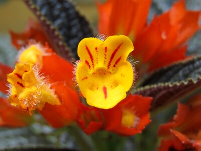Close up flowers
