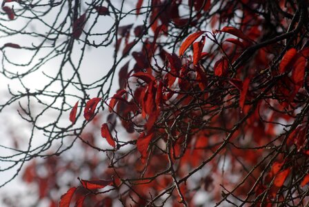 Leaves fall foliage photo