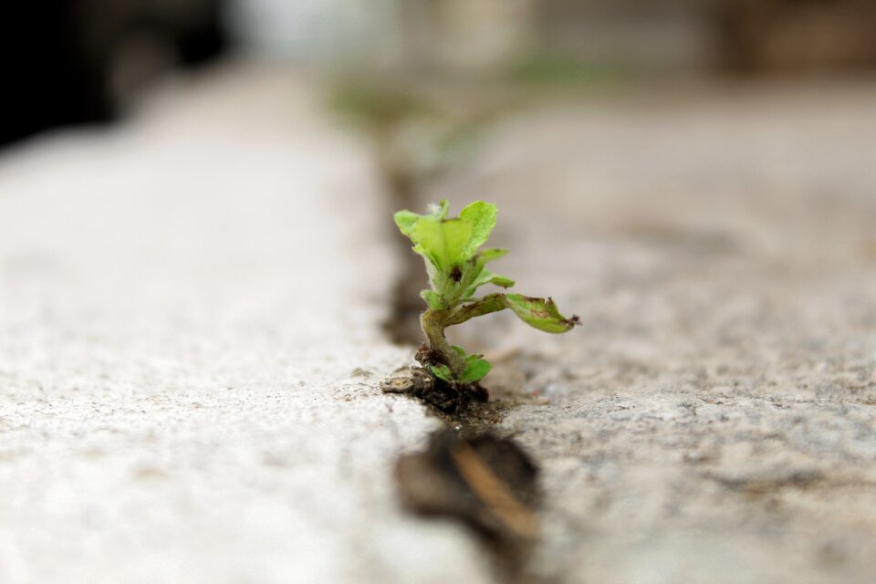Green plant natural