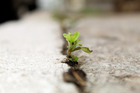 Green plant natural