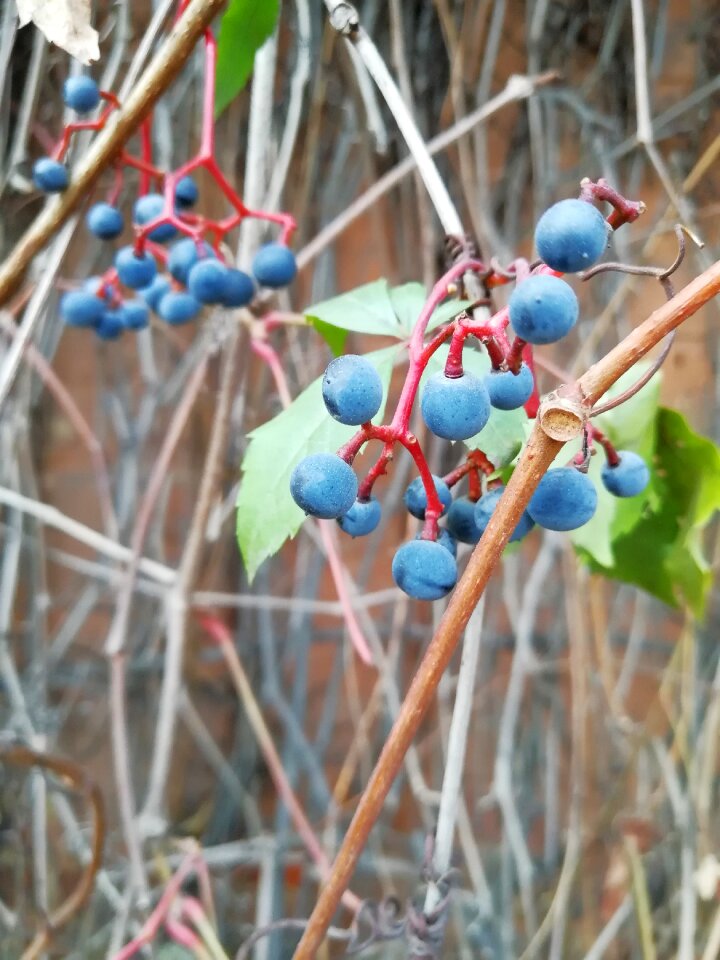 Fruit garden parthenocissus