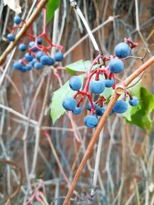 Fruit garden parthenocissus