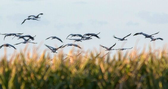 Migratory birds sky flying photo