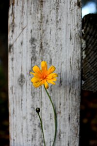 Dandelion fence old