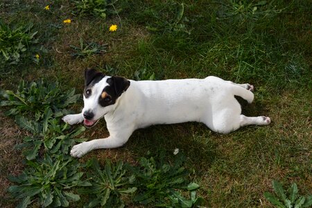 Cute mammals terrier