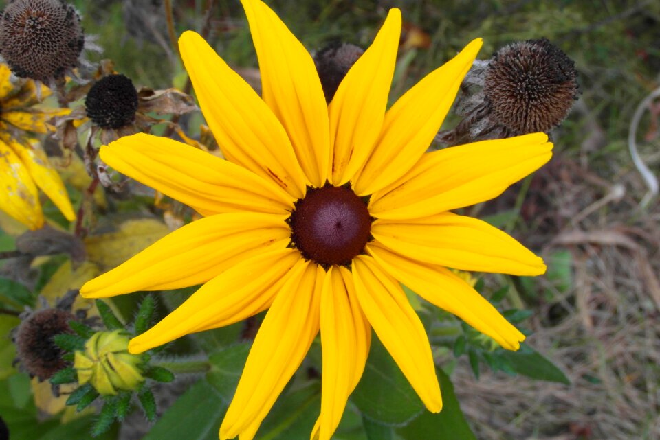 Garden flora flower