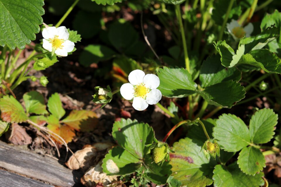 Flora garden green strawberry