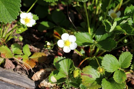 Flora garden green strawberry