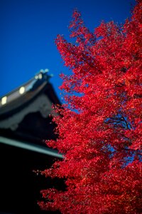 Fall of japan maples maple