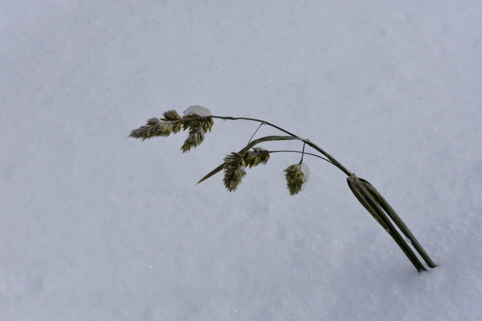To fall asleep cold nature