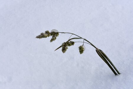 To fall asleep cold nature