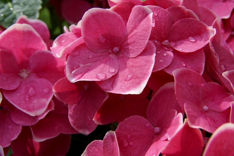Flora blossom bloom