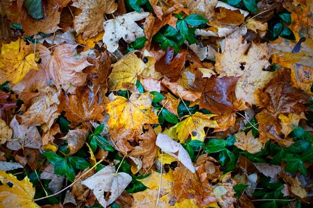 Autumn background nature