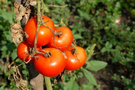 Garden vegetables