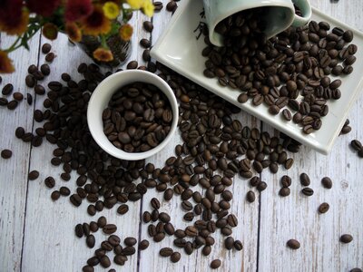 Arabica mocha robusta photo