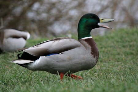 River bird male photo