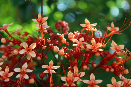 Nature summer flower photo