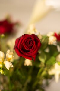 Red rose petals bouquet