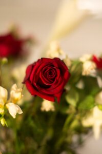 Red rose petals bouquet photo