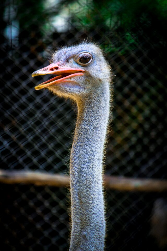 Ostriches feather neck
