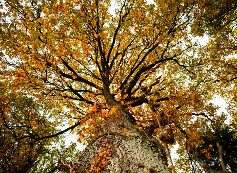 Fall leaves fall color golden