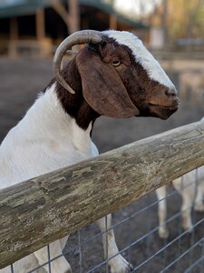 Livestock animal farm photo