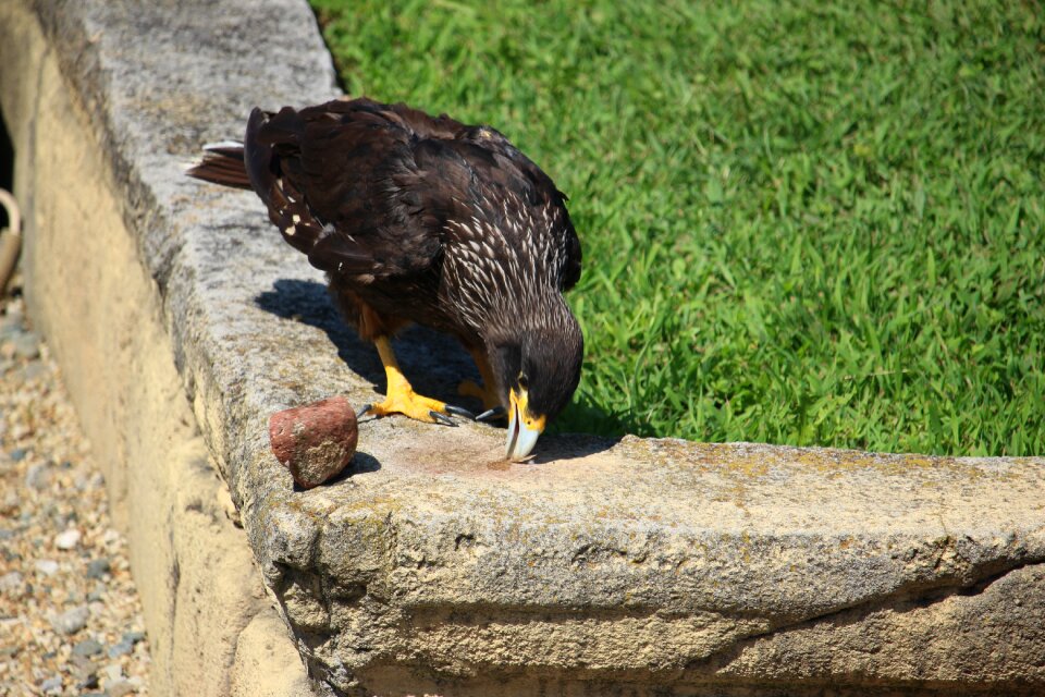 Bird raptor animal
