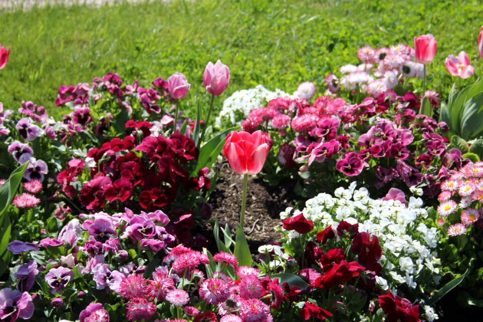 Spring plants pink photo