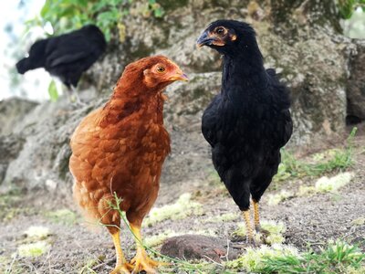 Field hen gallo photo