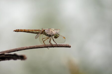 Insect garden micro-photography