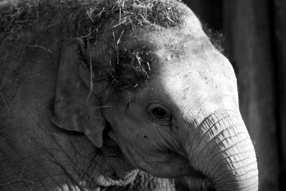 Gray large animal