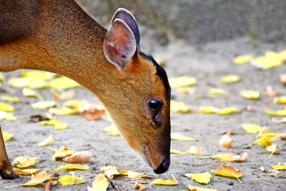 Animal world of curious bambi