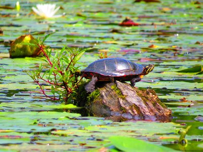 Water reptile log