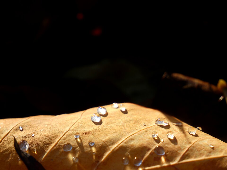 Nature plants wet