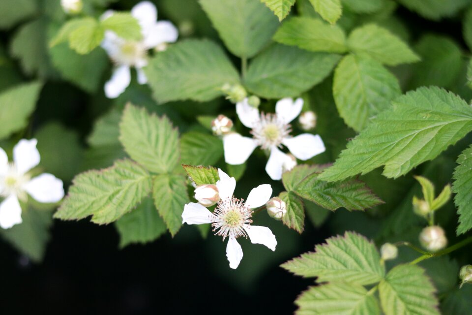 Flora spring