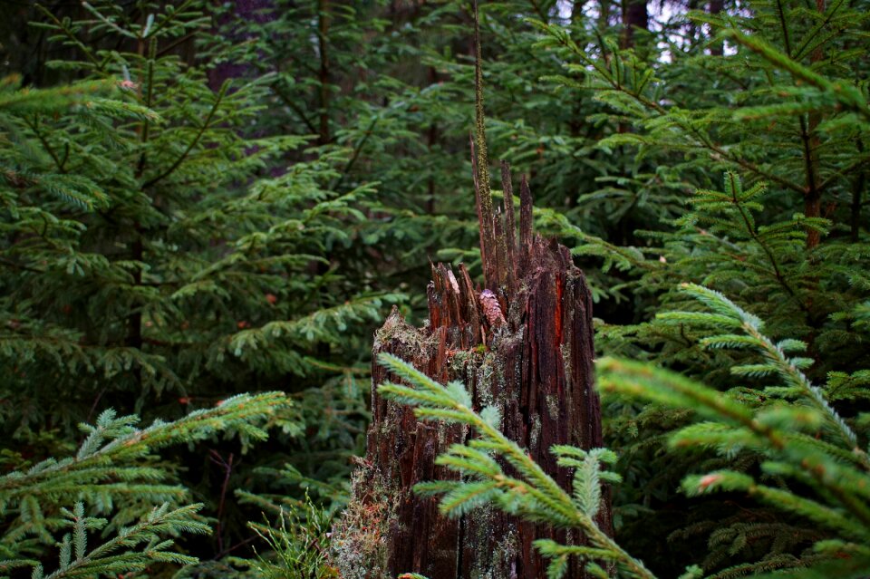 Spruce morsch decay