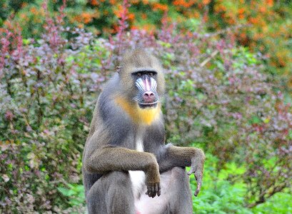 Animals monkey face