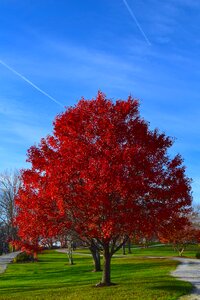 Colorful sky leaves